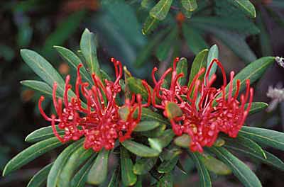 Waratah