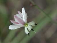 4 Arthropodium milleflorum