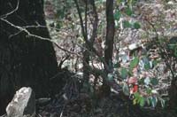 4 Bergwald mit Snow Gum