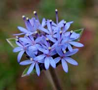 5 Blue Pincushion