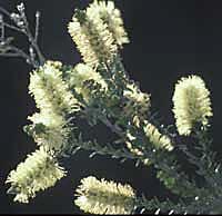 2 Melaleuca sqarrosa