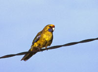 3 Green Rosella