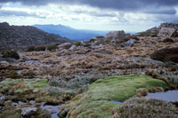 3 Polsterflur am Ben Lomond