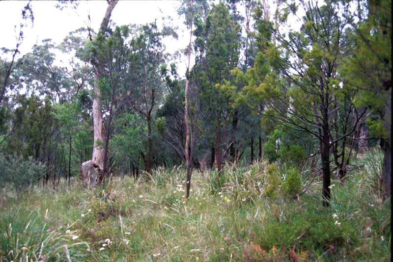 Punchbowl Reserve