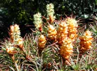 5 Richea Scoparia