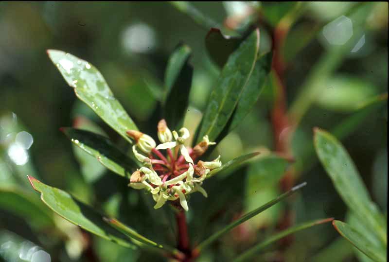 weibliche Blüte vom Mountain Pepper
