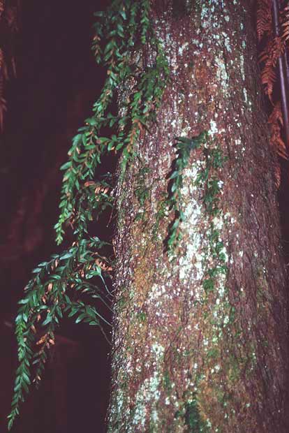 Tmesipteris obliqua