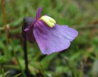 4 Utricularia dichotoma Blüte