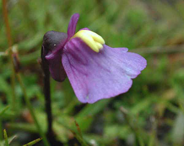 Blüte von Utricularia dichotoma