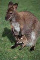 2 Wallaby