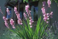 2 Watsonia borbonica