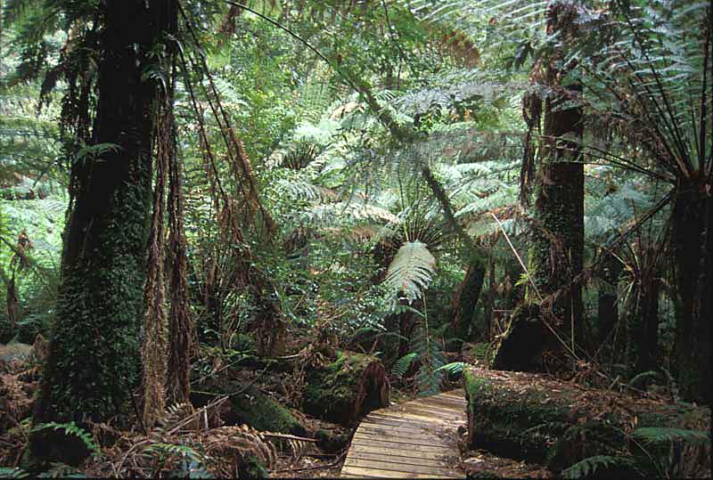 Notley Fern Gorge durch Stege erschlossen