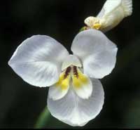 2 White Flag Iris