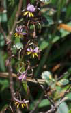 5 Dianella tasmanica