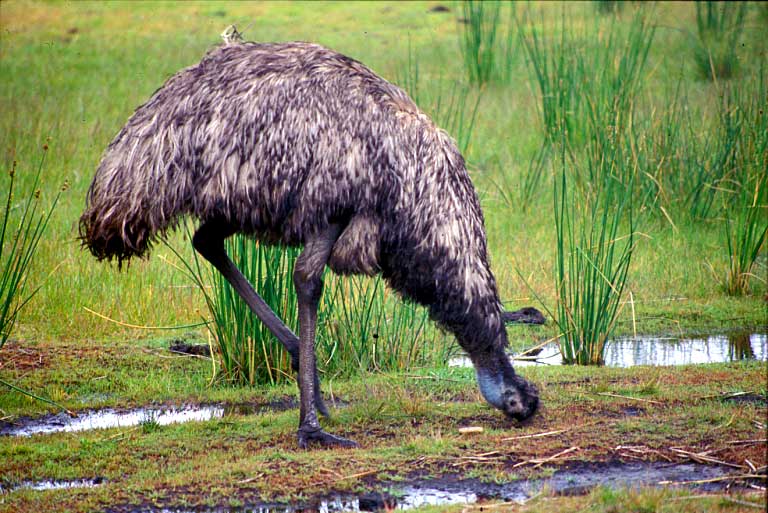 Emu