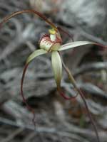 Summer Spider Orchid