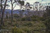 Wombat Moor