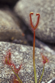 Drosera binata Forked Sundew Gegabelter Sonnentau