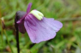 Utricularia dichitoma (tasmanischer) Wasserschlauch