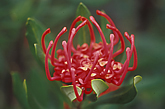 Telopea truncata  Waratah